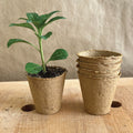 2 1/3" Round Fertilpot