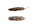 Adult Dubia