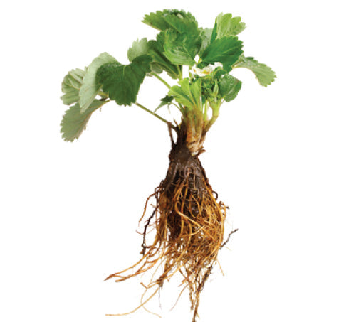 Allstar, Strawberry Plants