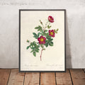 A framed image of Alpine Rose (Rosa alpina vulgaris) by Pierre Joseph Redouté, 1817
