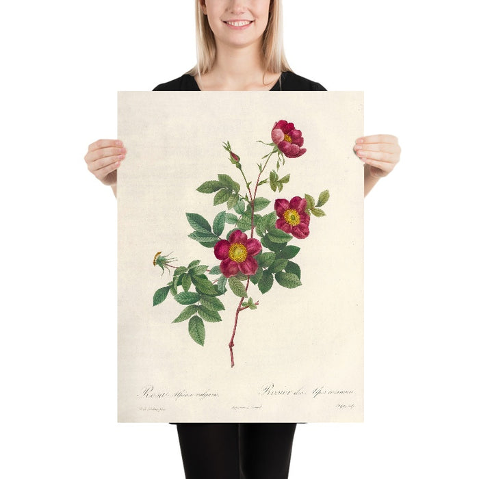 Alpine Rose (Rosa alpina vulgaris) by Pierre Joseph Redouté, 1817