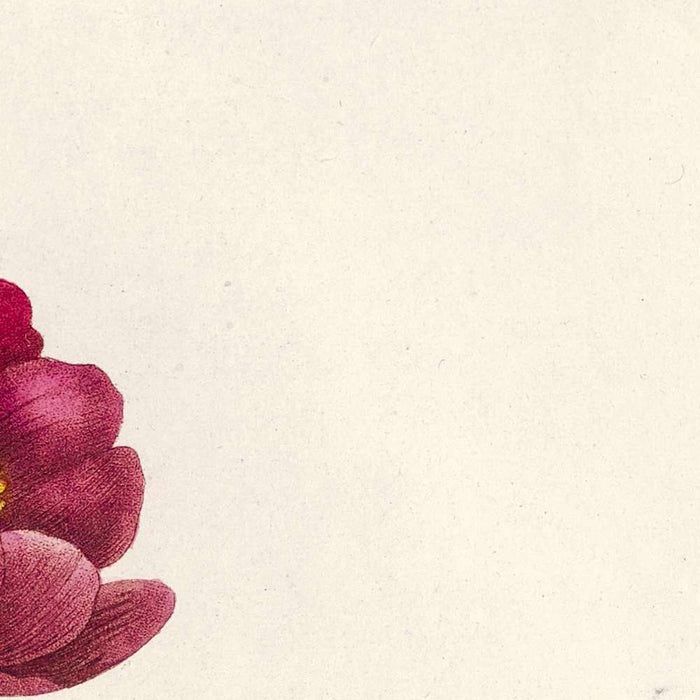 Alpine Rose (Rosa alpina vulgaris) by Pierre Joseph Redouté, 1817