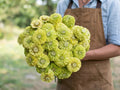 Benary's Giant Lime, Zinnia Seeds