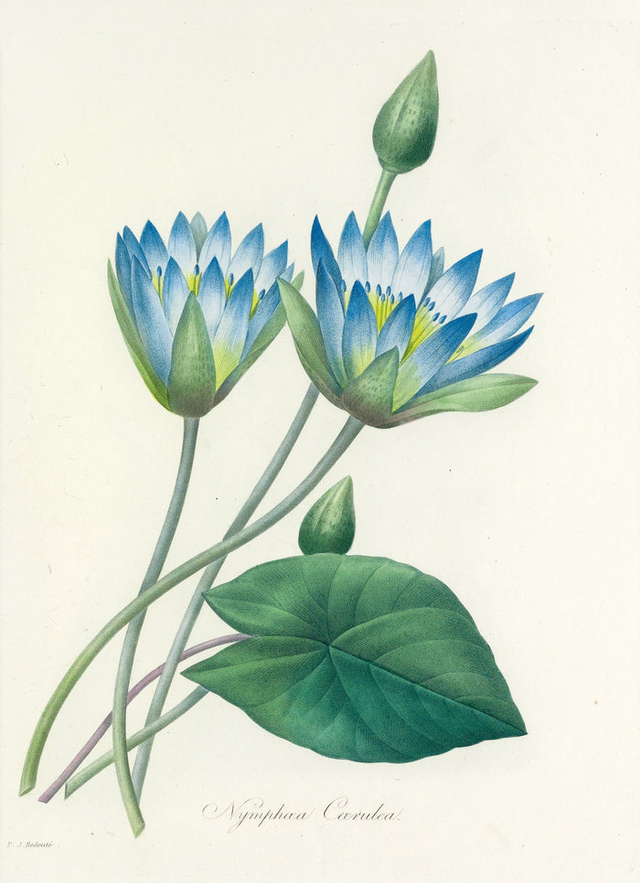 Blue Water Lily (Nymphaea caerulea, Plate 55) by Pierre Joseph Redouté, 1827
