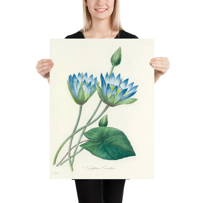 Blue Water Lily (Nymphaea caerulea, Plate 55) by Pierre Joseph Redouté, 1827