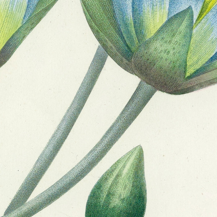 Blue Water Lily (Nymphaea caerulea, Plate 55) by Pierre Joseph Redouté, 1827