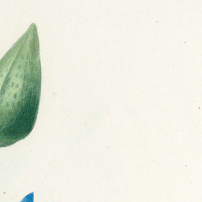 Blue Water Lily (Nymphaea caerulea, Plate 55) by Pierre Joseph Redouté, 1827