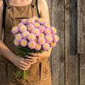 Bonita Shell Pink, Aster Seeds