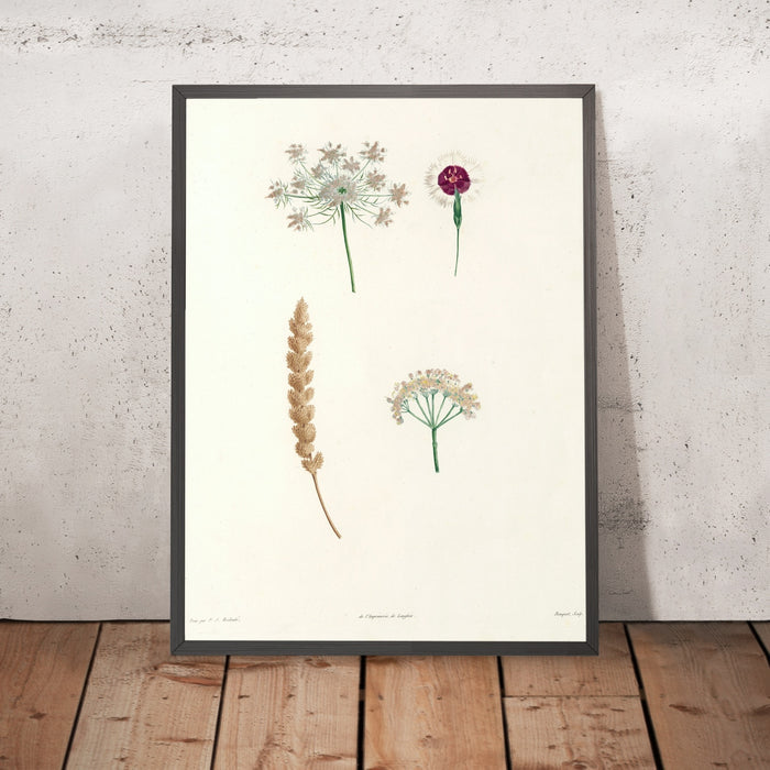 A framed image of Botanical Specimens (Plate 55) by Pierre Joseph Redouté, 1805