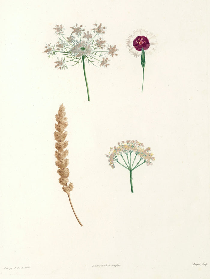 Botanical Specimens (Plate 55) by Pierre Joseph Redouté, 1805