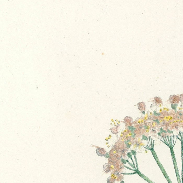 Botanical Specimens (Plate 55) by Pierre Joseph Redouté, 1805
