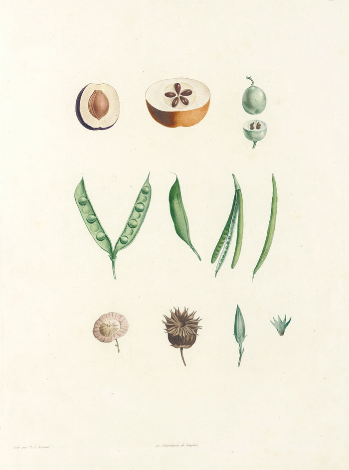 Botanical Specimens (Plate 62) by Pierre Joseph Redouté, 1805