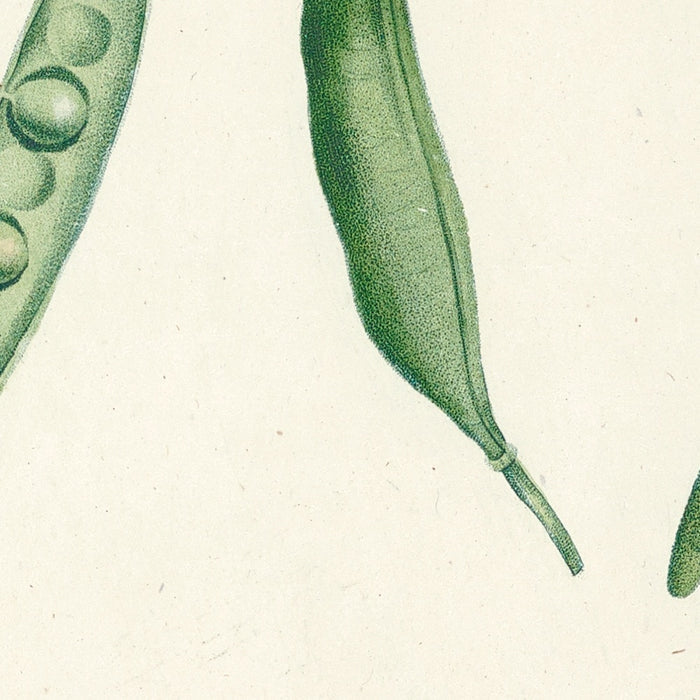 Botanical Specimens (Plate 62) by Pierre Joseph Redouté, 1805