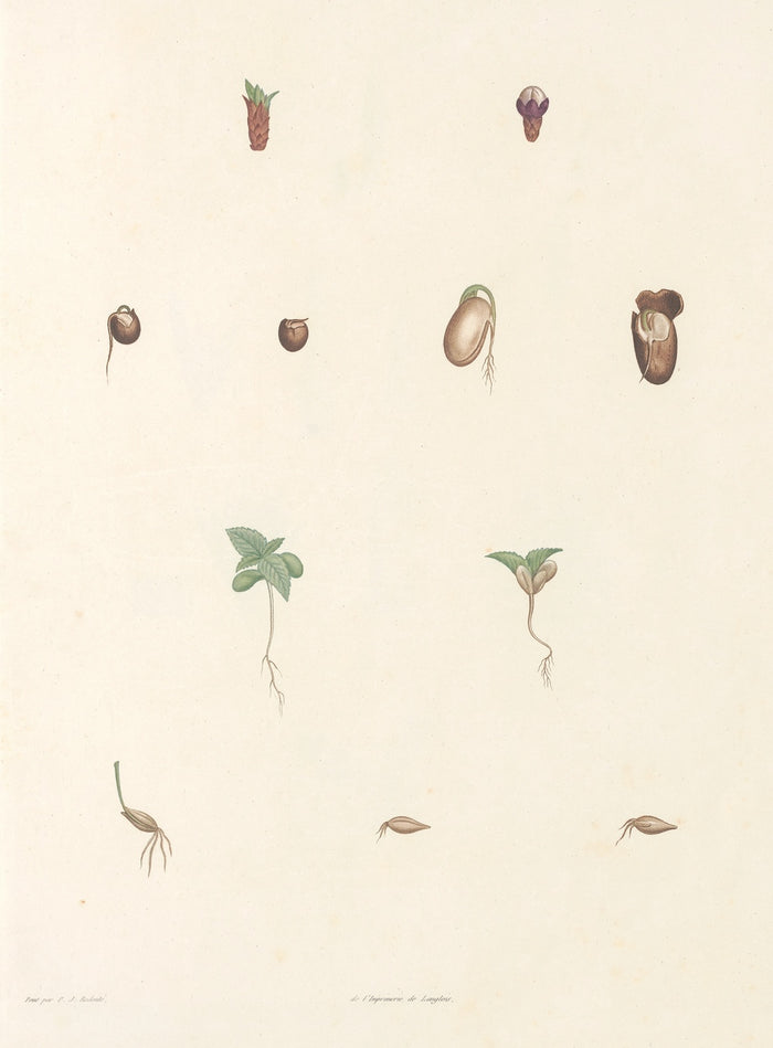 Botanical Studies (Plate 63) by Pierre Joseph Redouté, 1805