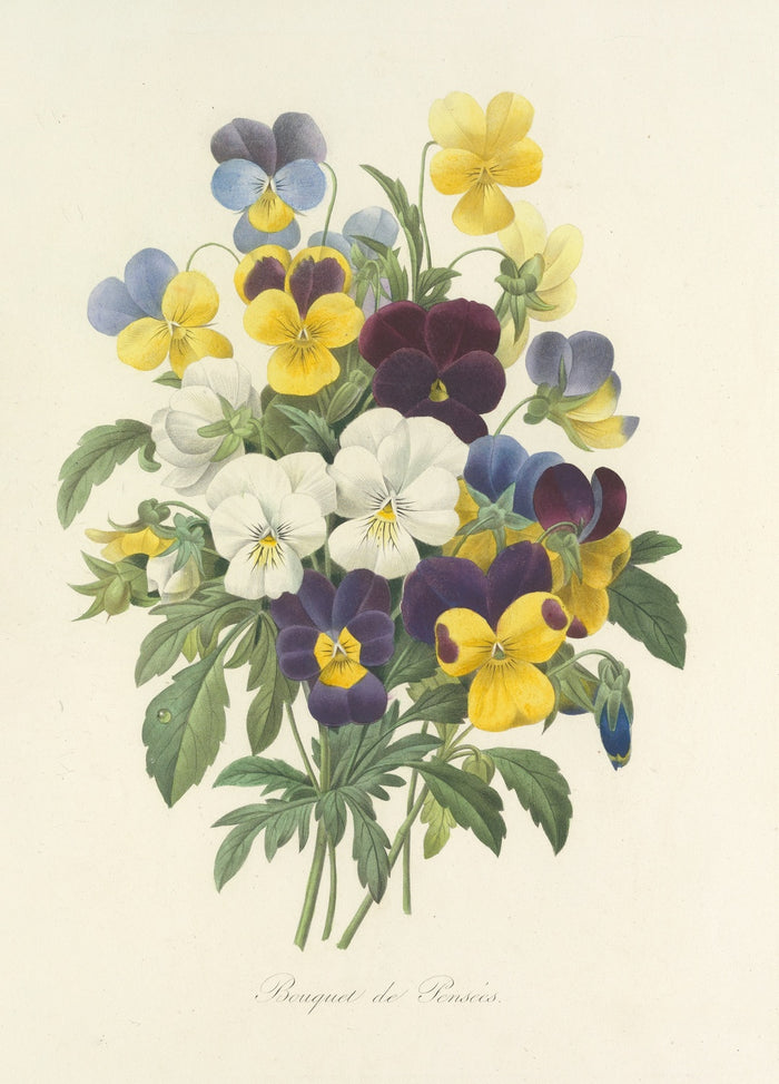 Bouquet of Pansies (Plate 67) by Pierre Joseph Redouté, 1827