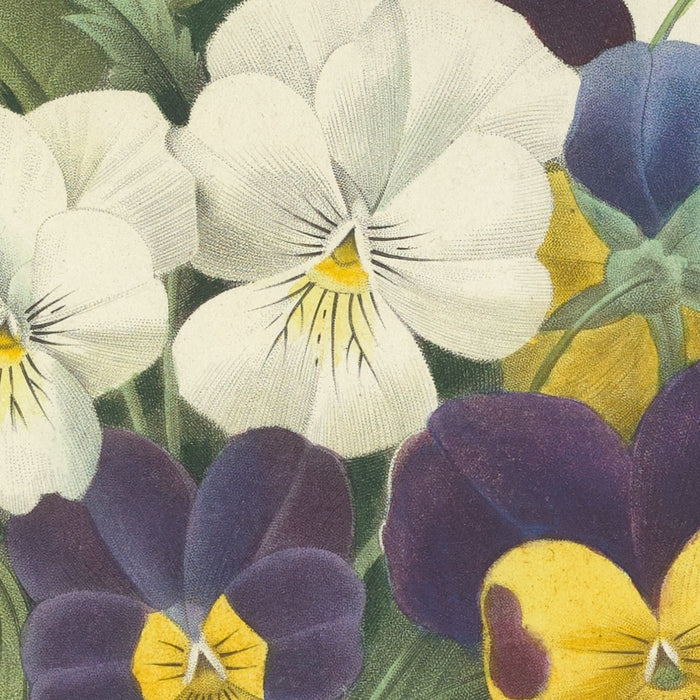 Bouquet of Pansies (Plate 67) by Pierre Joseph Redouté, 1827