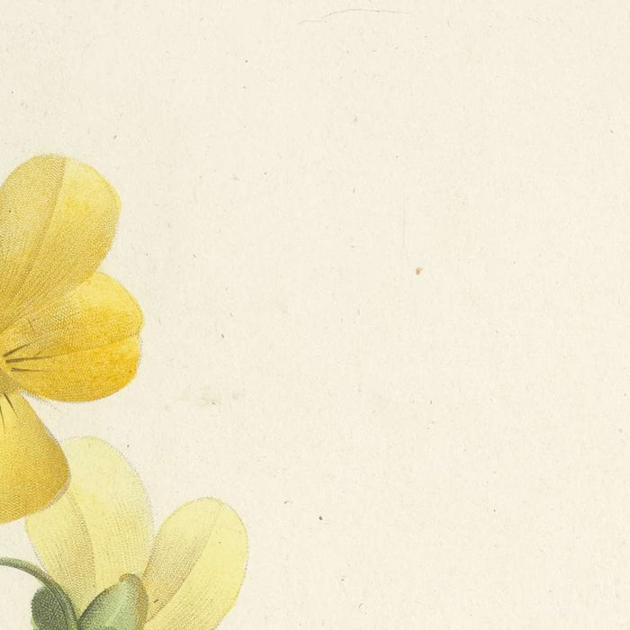 Bouquet of Pansies (Plate 67) by Pierre Joseph Redouté, 1827