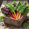 Bright Lights, Swiss Chard Seeds