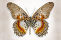 Brown Accented Butterfly - Art Prints by Richard Reynolds