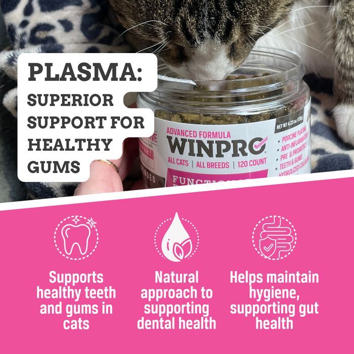 Cat Dental Bites