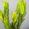 Chameleon Fresh Cut Leucadendron