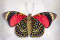 Claudina Agrias underside - Art Prints by Richard Reynolds