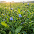 Common Chicory field crop