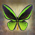 Common Green Birdwing - Art Prints by Richard Reynolds