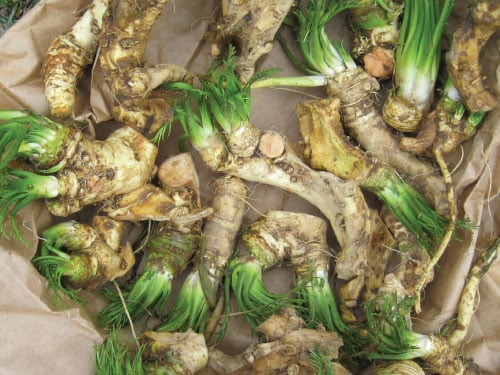 Common, Horseradish Roots