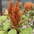 Copperhead, Amaranthus Seeds