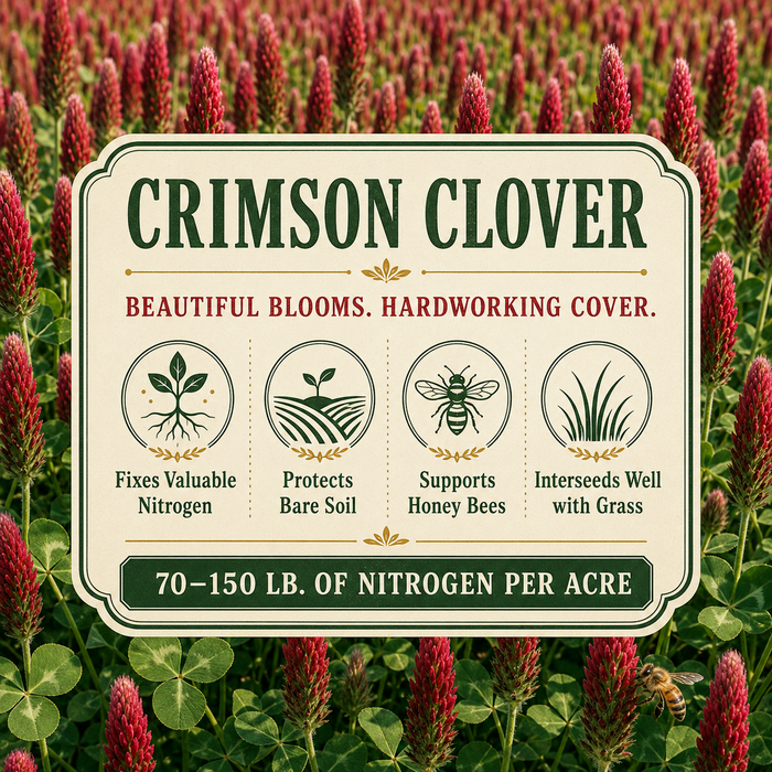 Crimson Clover pollinator and soil benefits