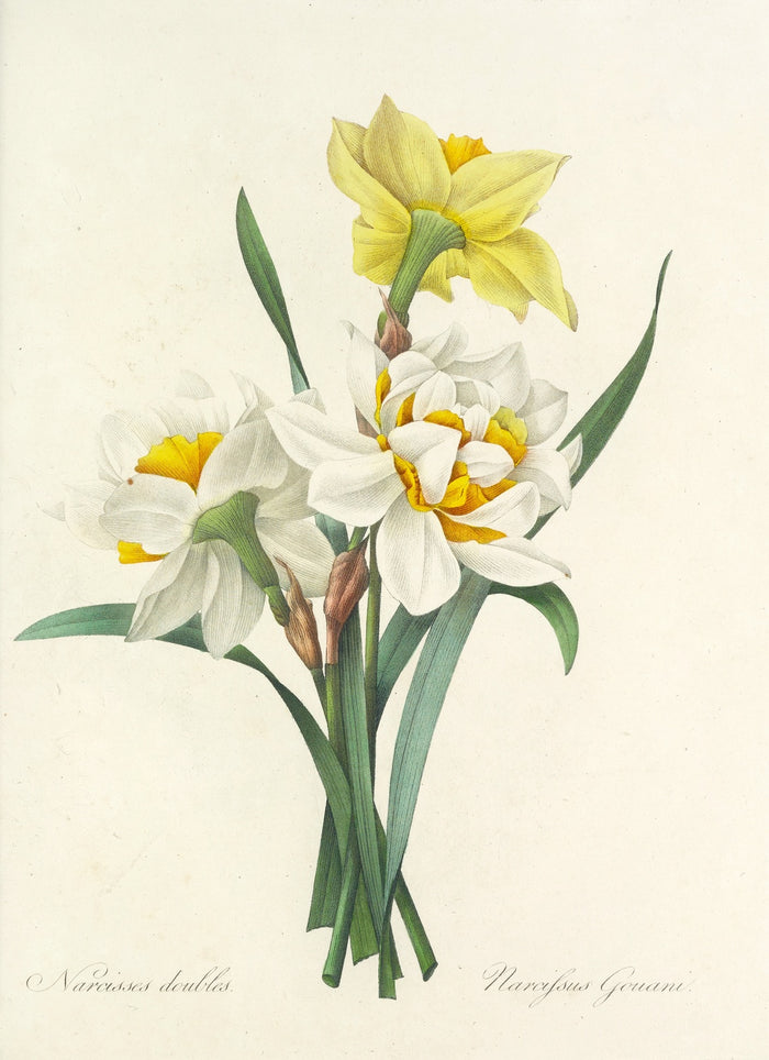 Double Daffodils (Plate 51) by Pierre Joseph Redouté, 1827