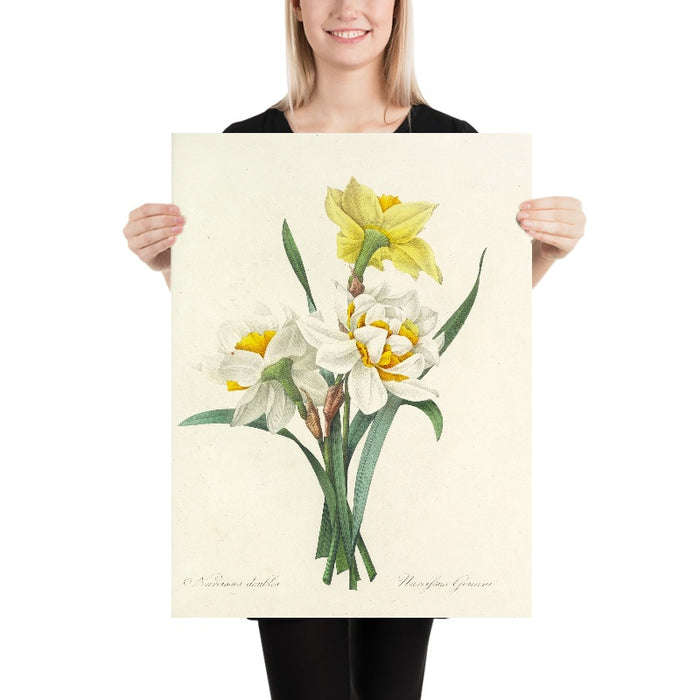 Double Daffodils (Plate 51) by Pierre Joseph Redouté, 1827