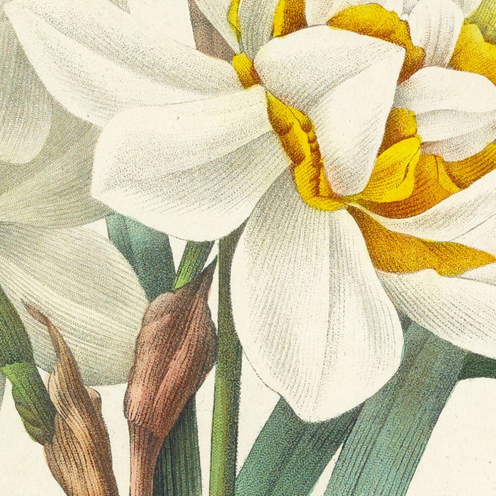 Double Daffodils (Plate 51) by Pierre Joseph Redouté, 1827