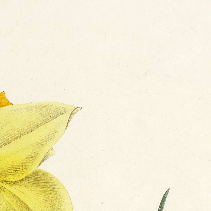 Double Daffodils (Plate 51) by Pierre Joseph Redouté, 1827