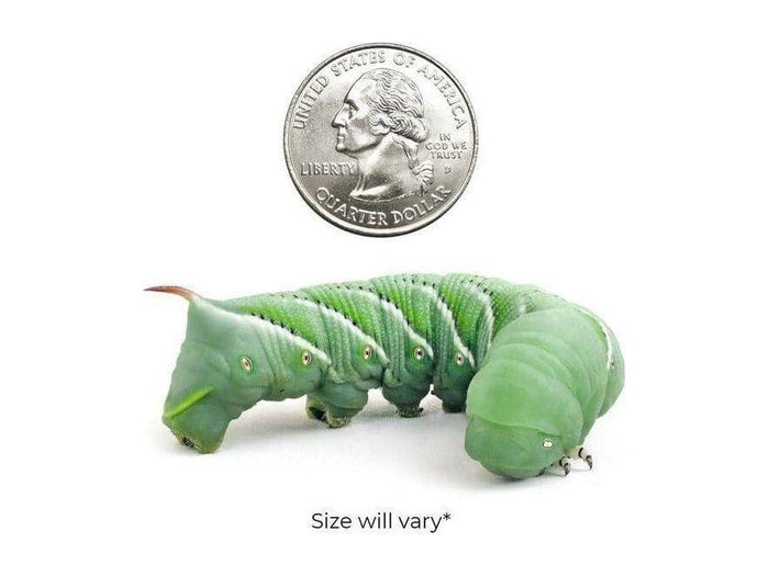 Extra Large Hornworms FREE SHIPPING