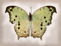 Forest Mother of Pearl - Art Prints by Richard Reynolds