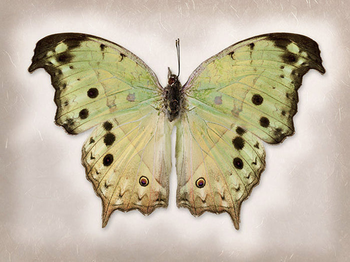 Forest Mother of Pearl - Art Prints by Richard Reynolds