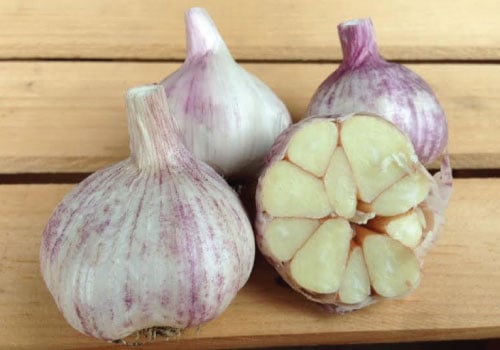 Georgian Fire, Garlic Seed