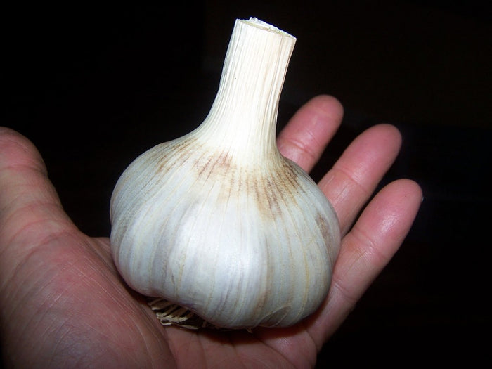 German Giant, Garlic Seed