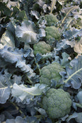 Godzilla, (F1) Broccoli Seeds