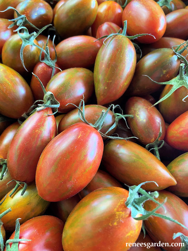 Grape Tomatoes - Bronze Torch