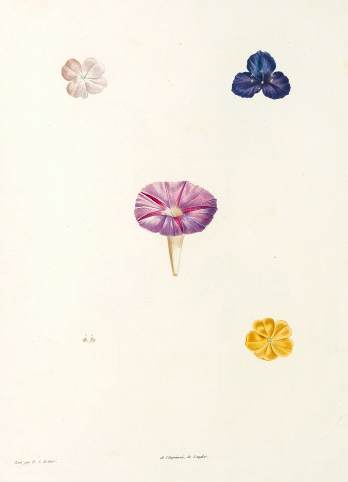 Ipomoea (Plate 56) by Pierre Joseph Redouté, 1805
