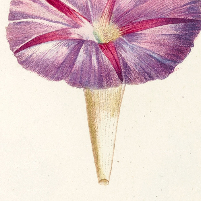 Ipomoea (Plate 56) by Pierre Joseph Redouté, 1805