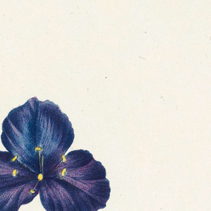 Ipomoea (Plate 56) by Pierre Joseph Redouté, 1805