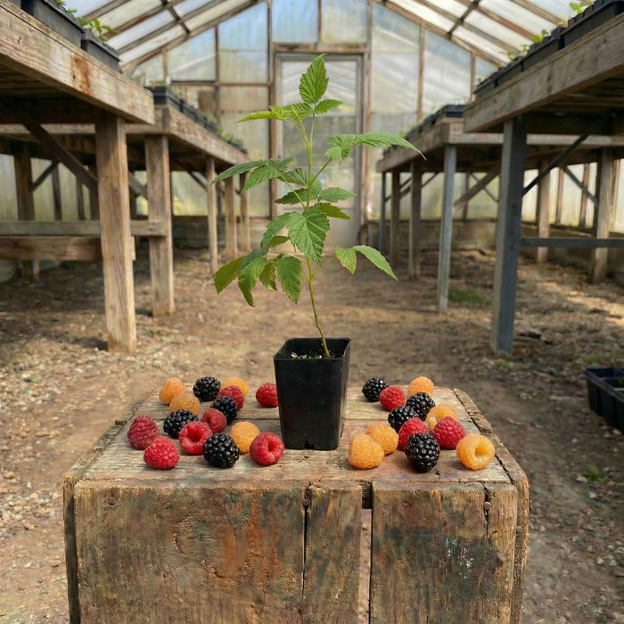 Jewel, Raspberry Plants