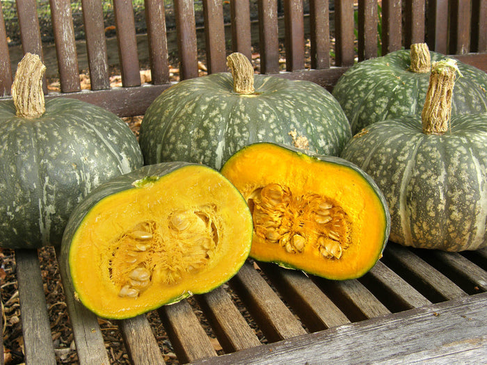 Kabocha Winter Squash - Kurin