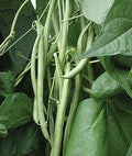 Kentucky Blue Pole, Bean Seeds