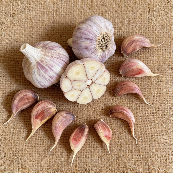 Korean Red, Garlic Bulbs