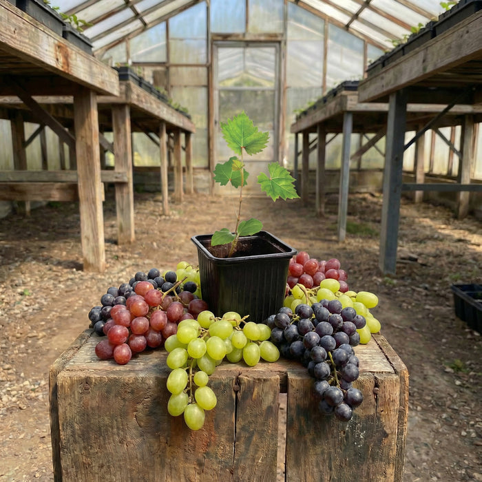 Niagara, Grape Plants